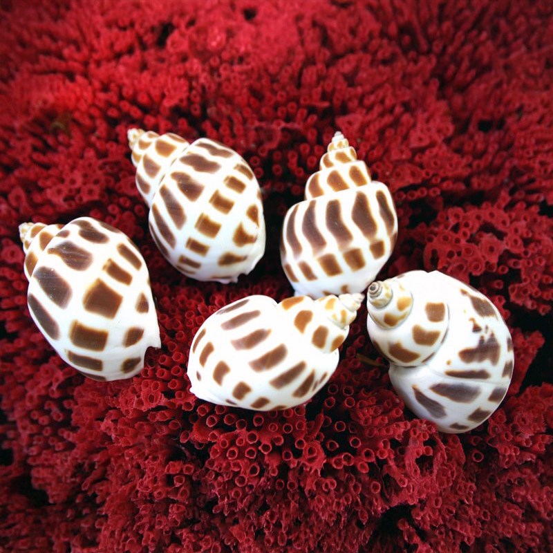 Babylonia areolata