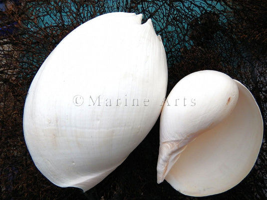 Melo umbilicatus white