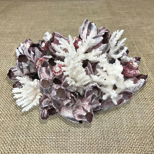 Barnacle cluster with coral