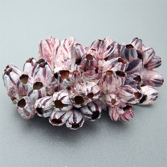 Barnacle cluster composite