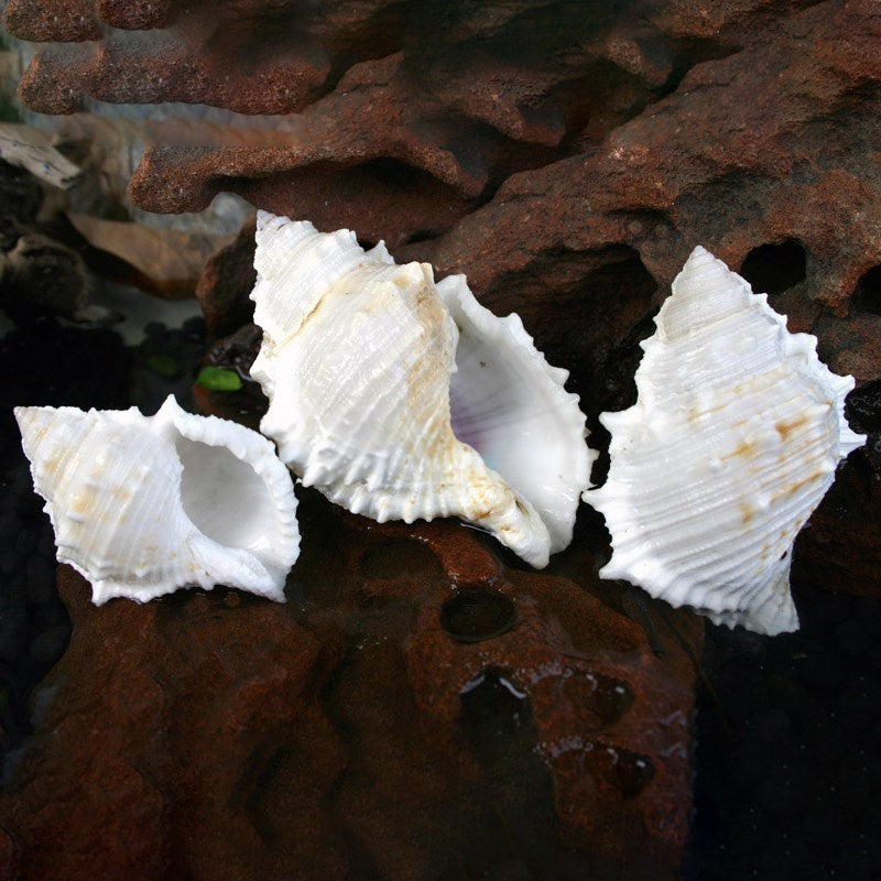 Bursa rana white
