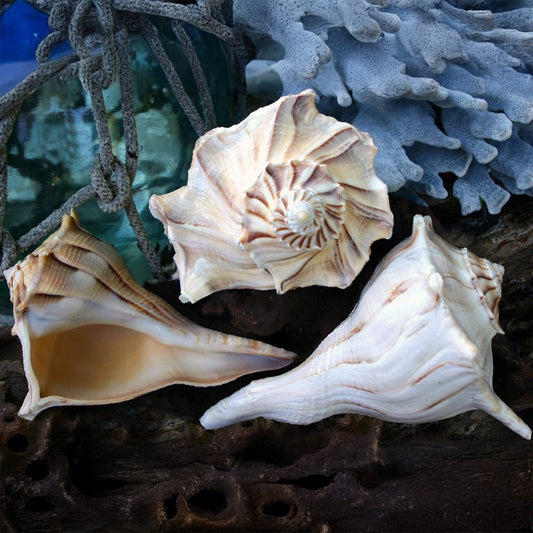 Busycon perversum natural