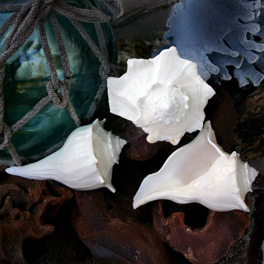 Busycon perversum white