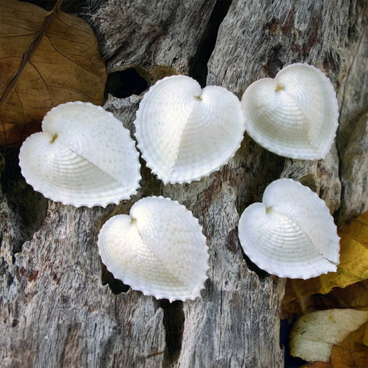 Cardium cardissa pair white