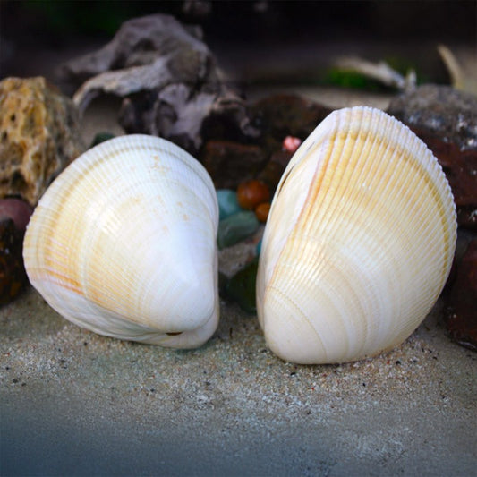 Cardium elatum pair
