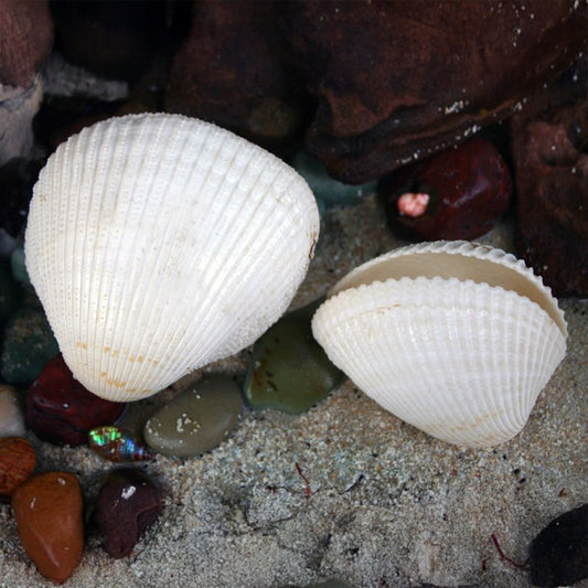 Cardium pseudolima cream white pair