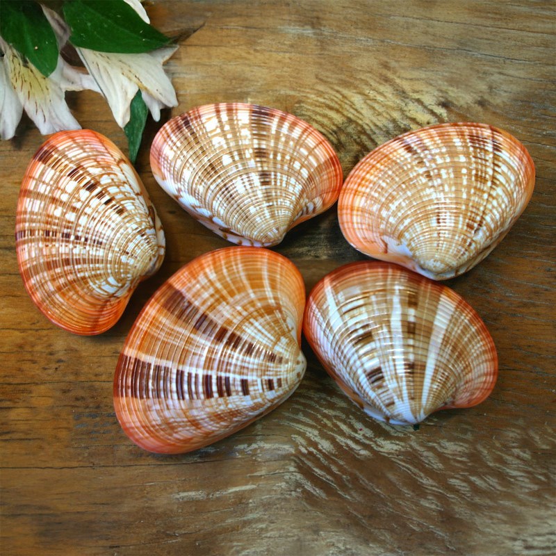 Callista erycina pair