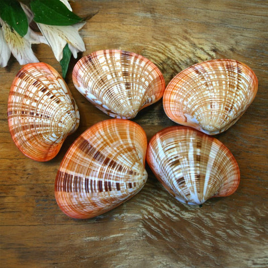 Callista erycina pair