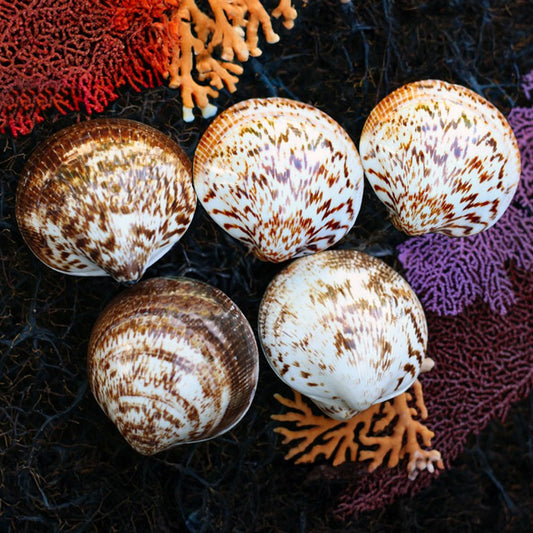 Cockle chocolate tan white polished half