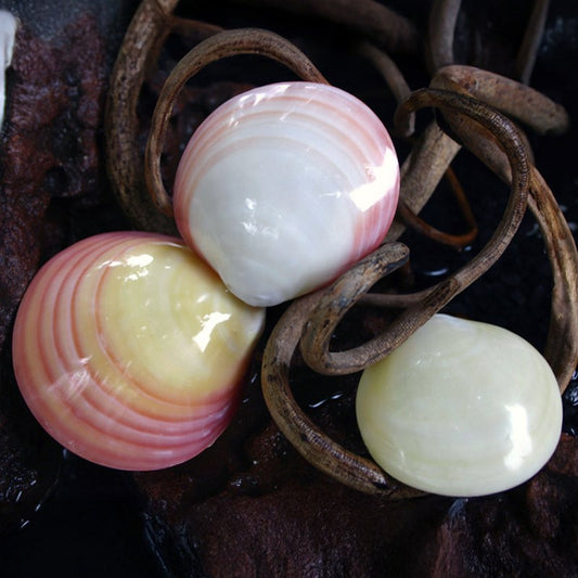 Codakia tigerina polished pair