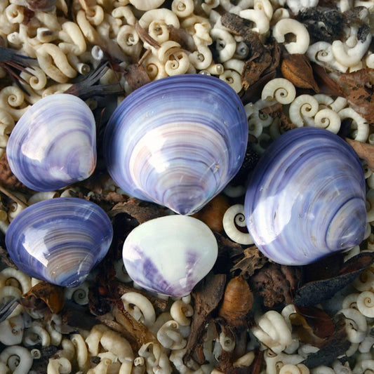 Mactra violacea polished pair
