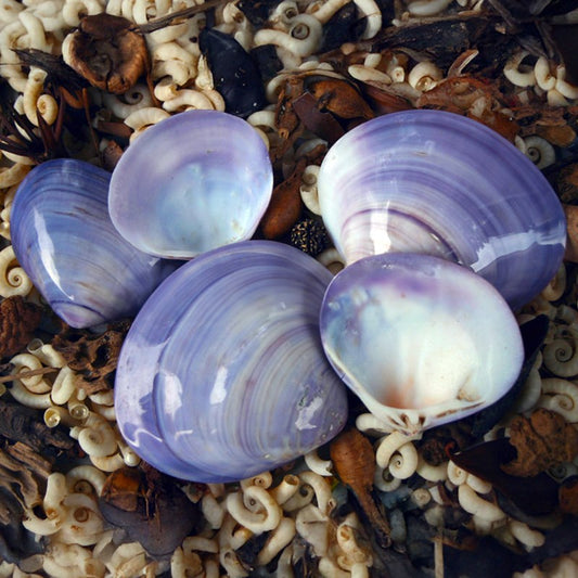 Mactra violacea polished half