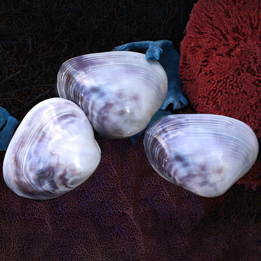 Purple white cockle polished pair