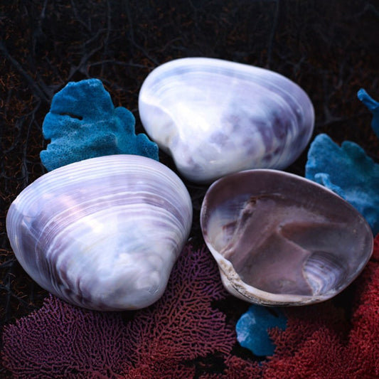 Purple white cockle polished half