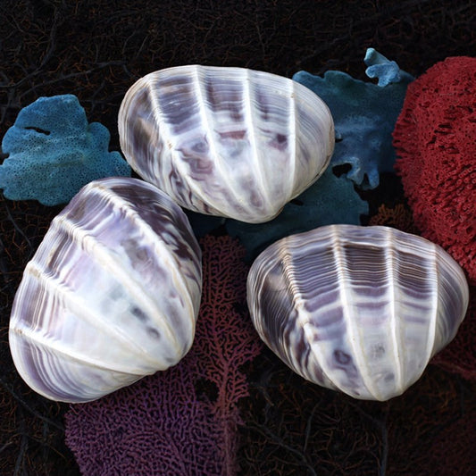 Purple white cockle polished pair narrow bands