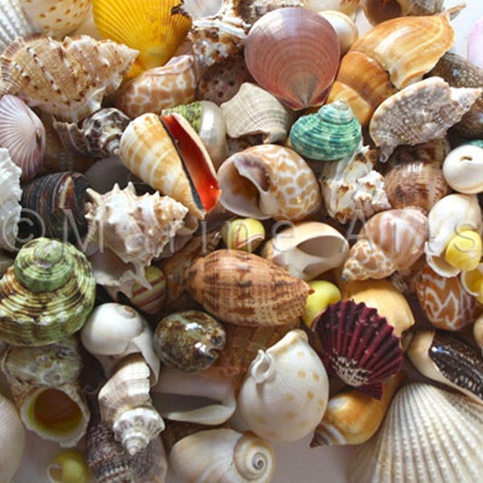 Shells assorted @ $0.25 (Pack of 50)