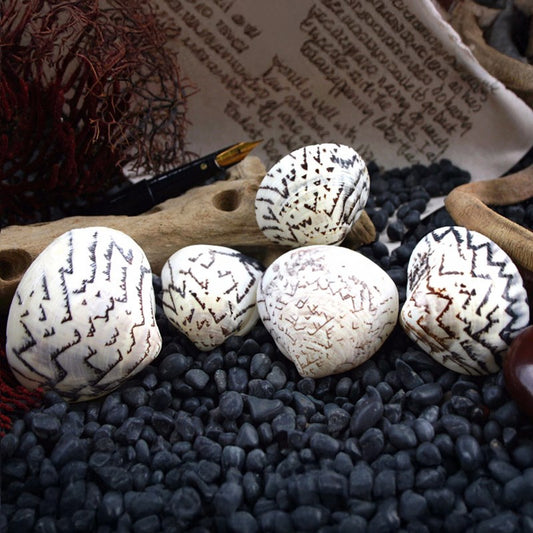 Lioconcha castrensis pair