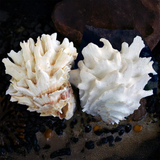 Chama lazarus pale or white