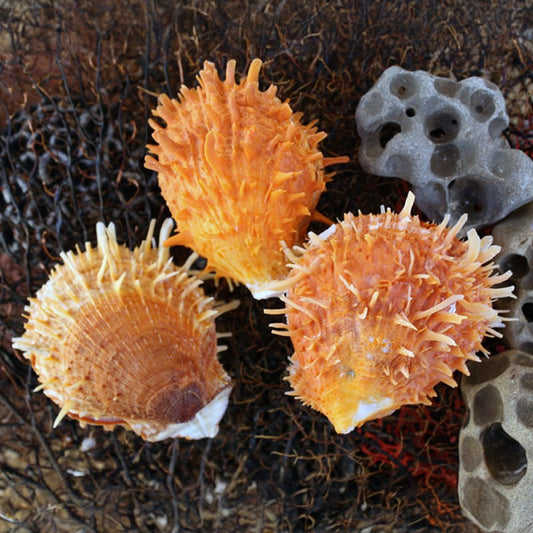 Spondylus barbatus orange pair
