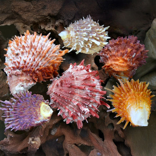 Spondylus barbatus pair