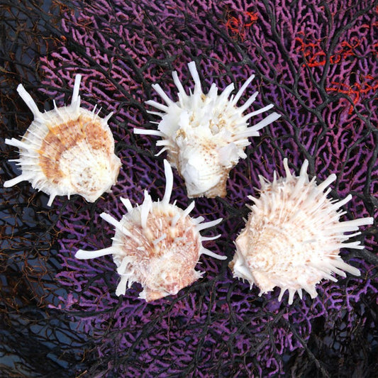 Spondylus small pairs