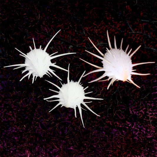 Spondylus imperialis