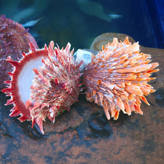 Spondylus princeps large coloured
