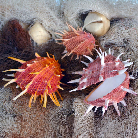 Spondylus regius