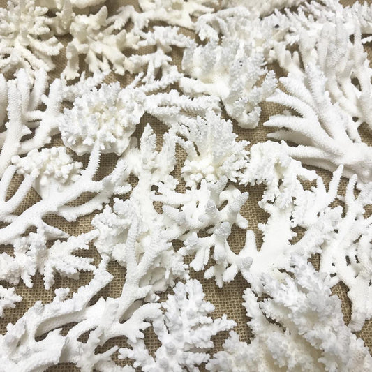 Coral - Mixed species white assorted (kg)