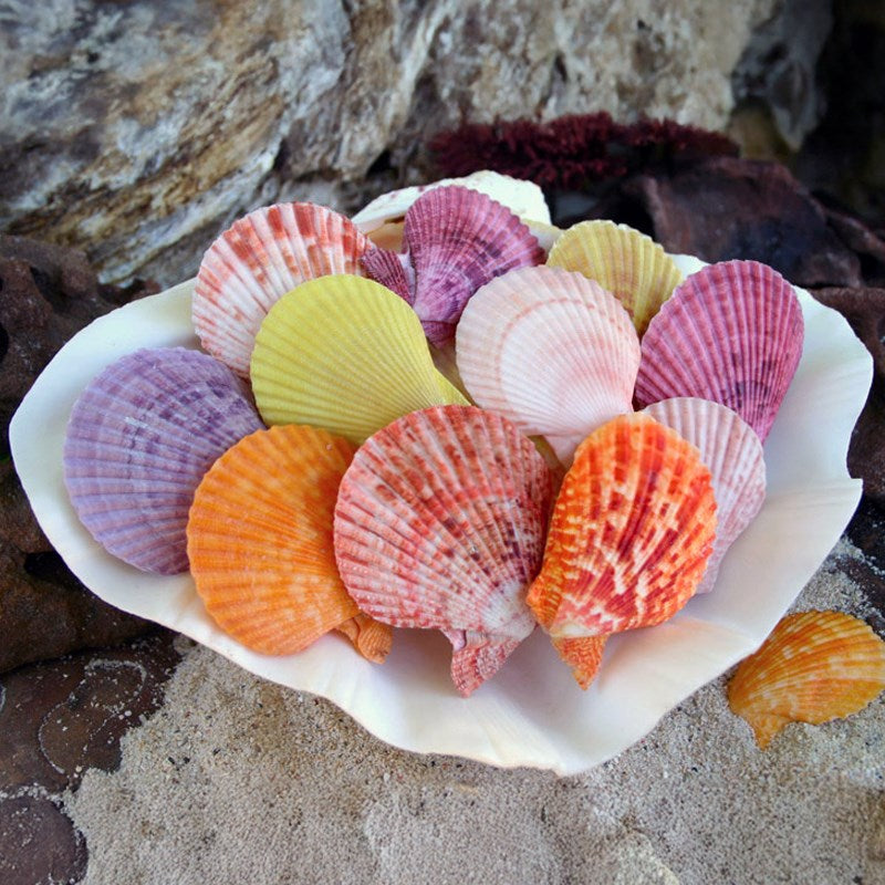 Pecten nobilis pair