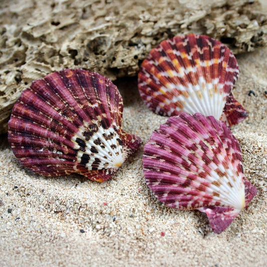Pecten pallium pair