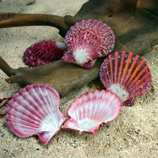 Pecten pallium half