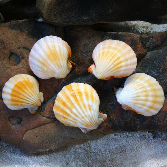 Pecten vexillium pair orange