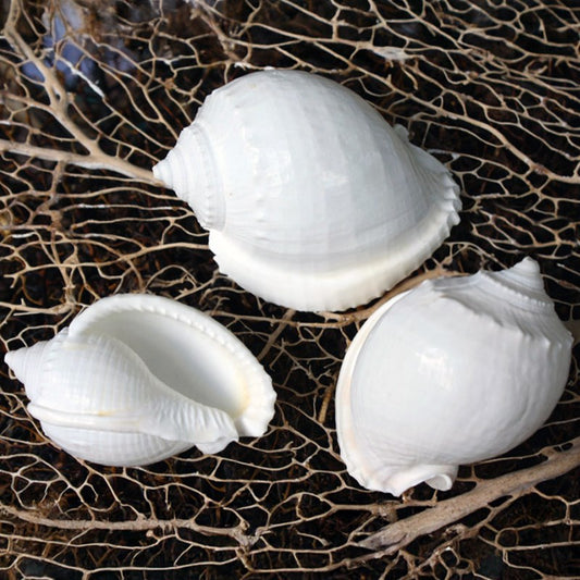 Cassis glaucum white