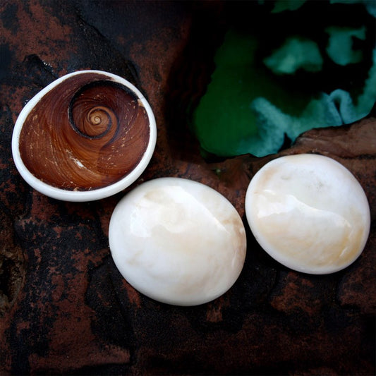 Catseye turbo marmoratus