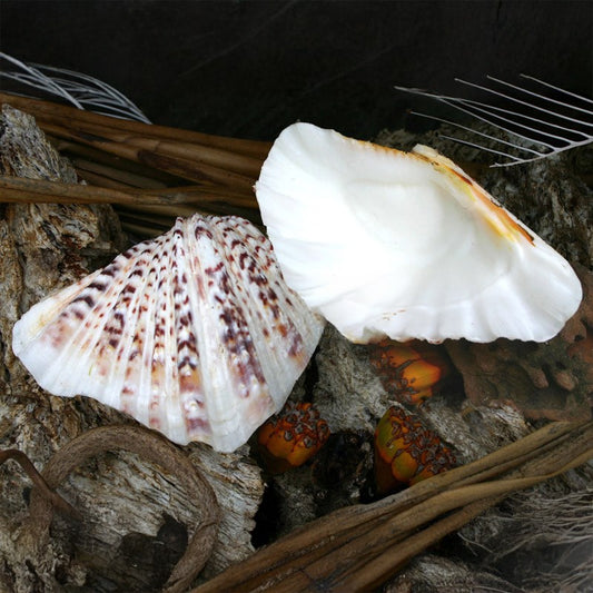 Hippopus hippopus half