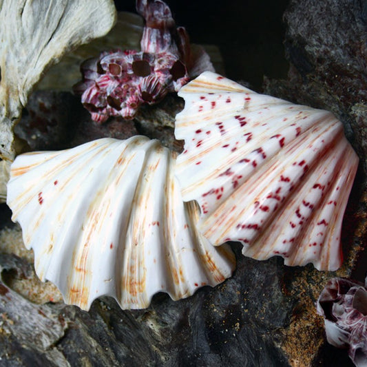 Hippopus hippopus polished half