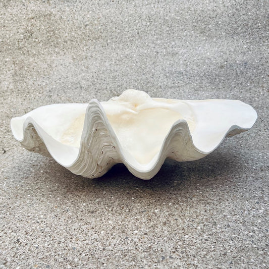 Tridacna gigas - Giant clam half S-Grade (46cm)