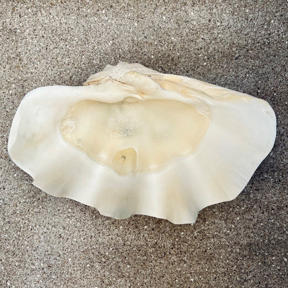 Tridacna gigas - Giant clam half S-Grade (46cm)