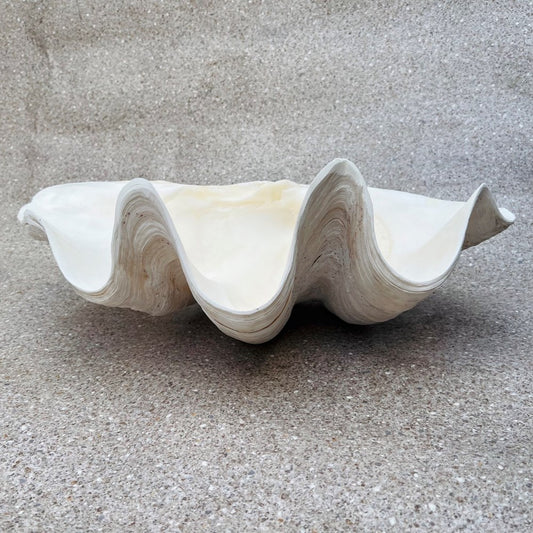 Tridacna gigas - Giant clam half S-Grade (47cm)