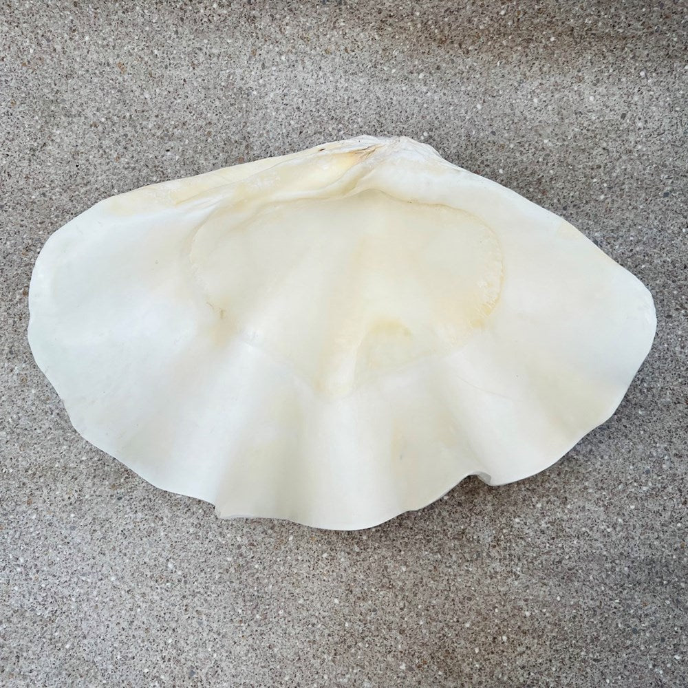 Tridacna gigas - Giant clam half S-Grade (47cm)