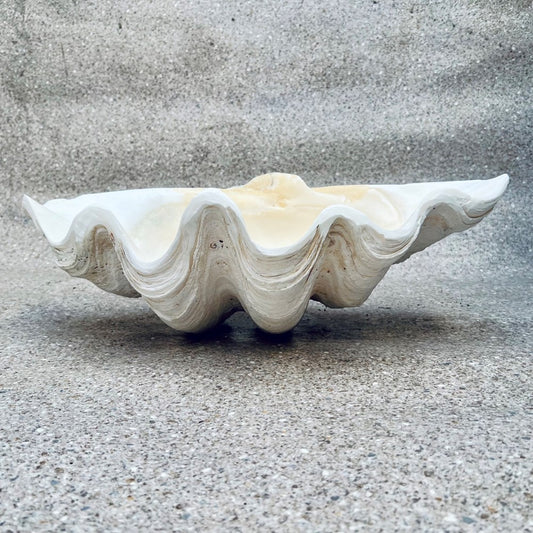 Tridacna gigas - Giant clam half S-Grade (50cm)