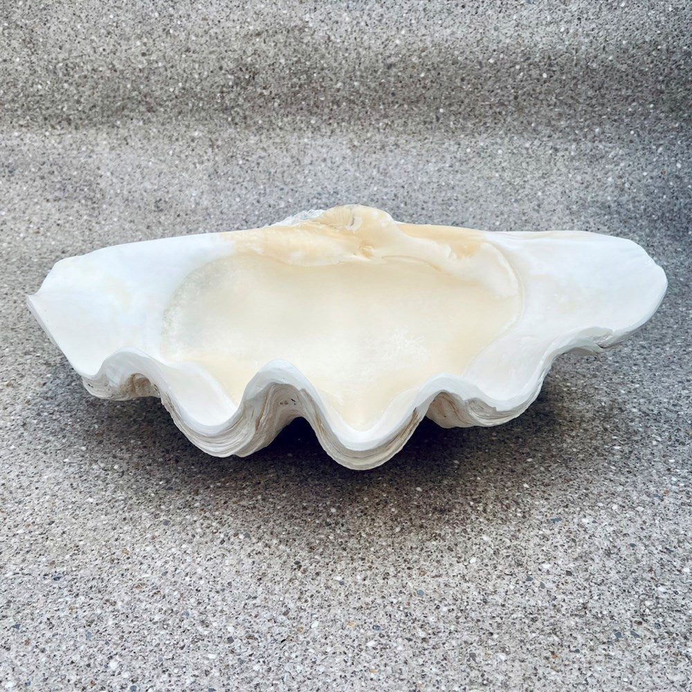 Tridacna gigas - Giant clam half S-Grade (50cm)
