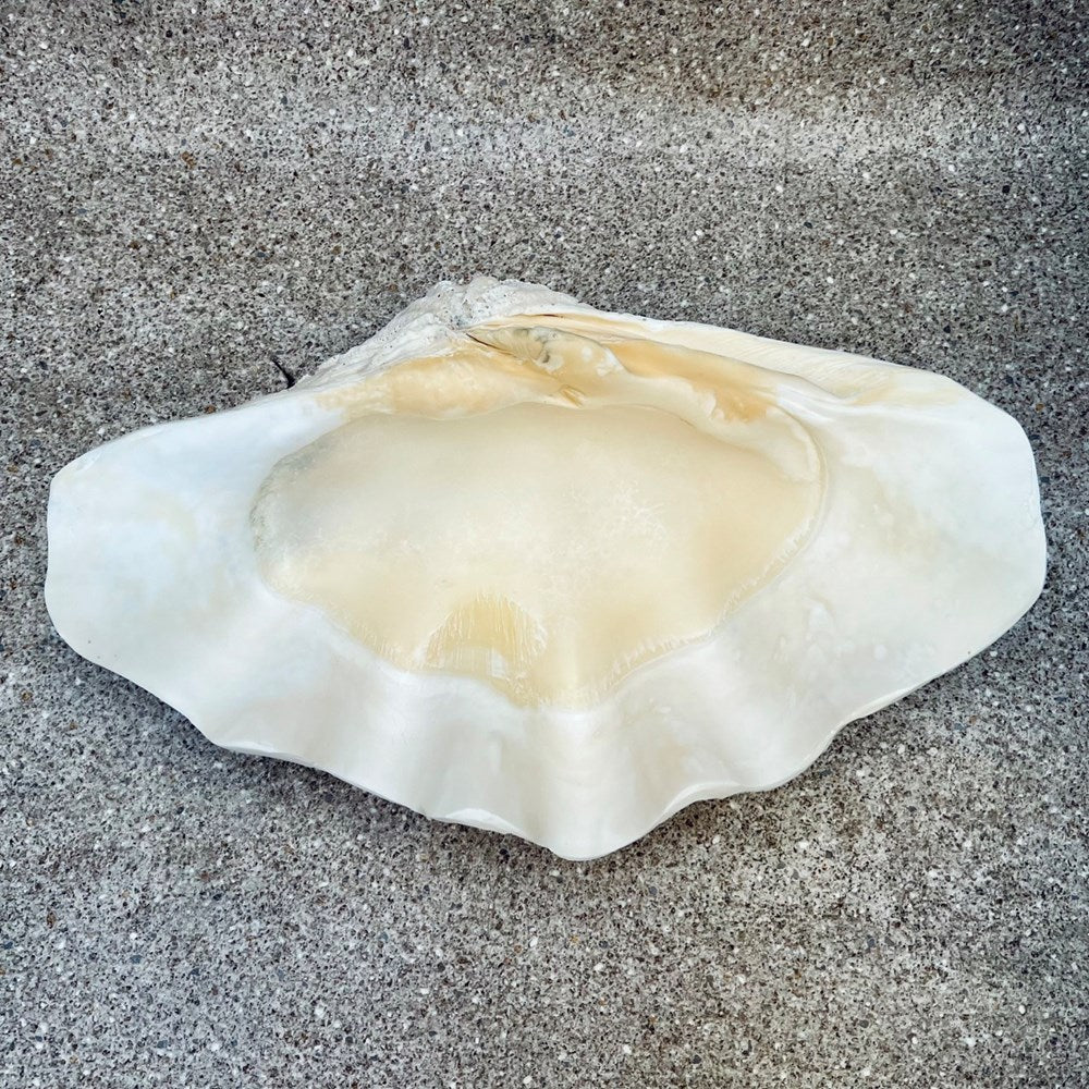 Tridacna gigas - Giant clam half S-Grade (50cm)