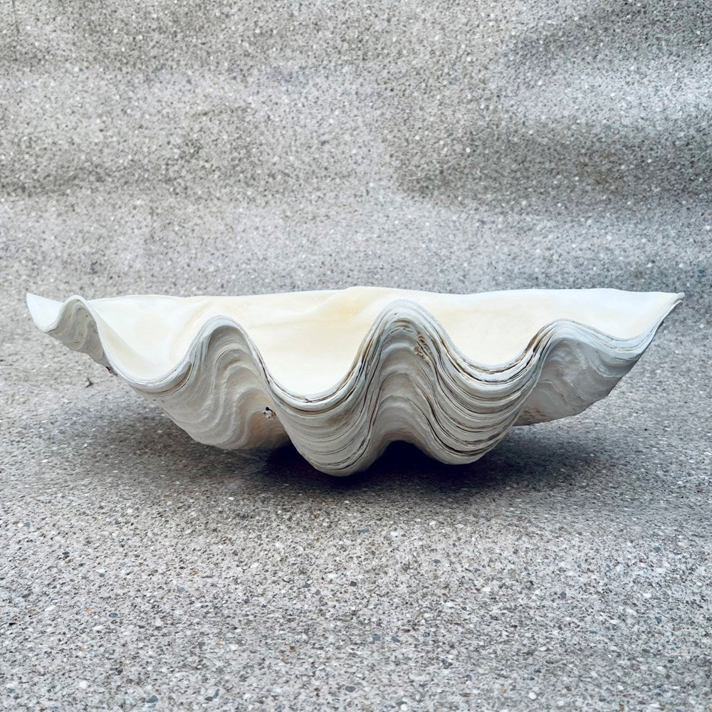 Tridacna gigas - Giant clam half S-Grade (51cm)