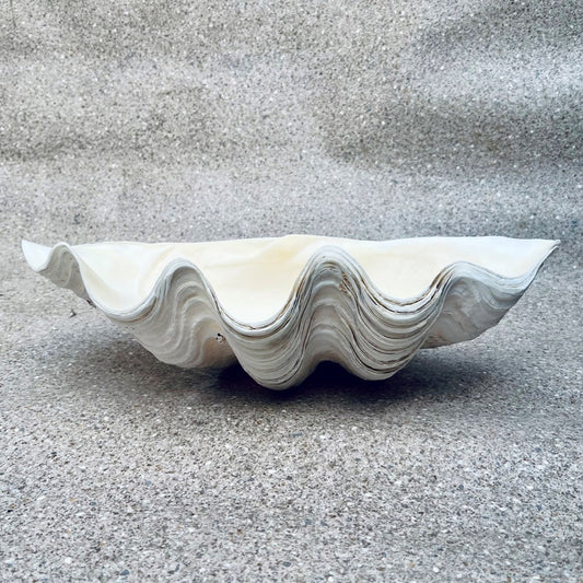 Tridacna gigas - Giant clam half S-Grade (51cm)