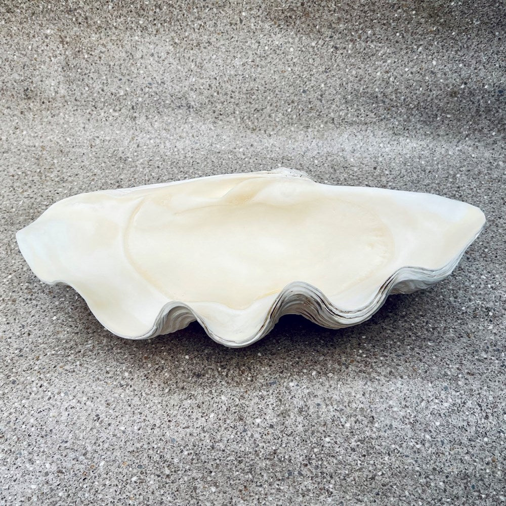 Tridacna gigas - Giant clam half S-Grade (51cm)