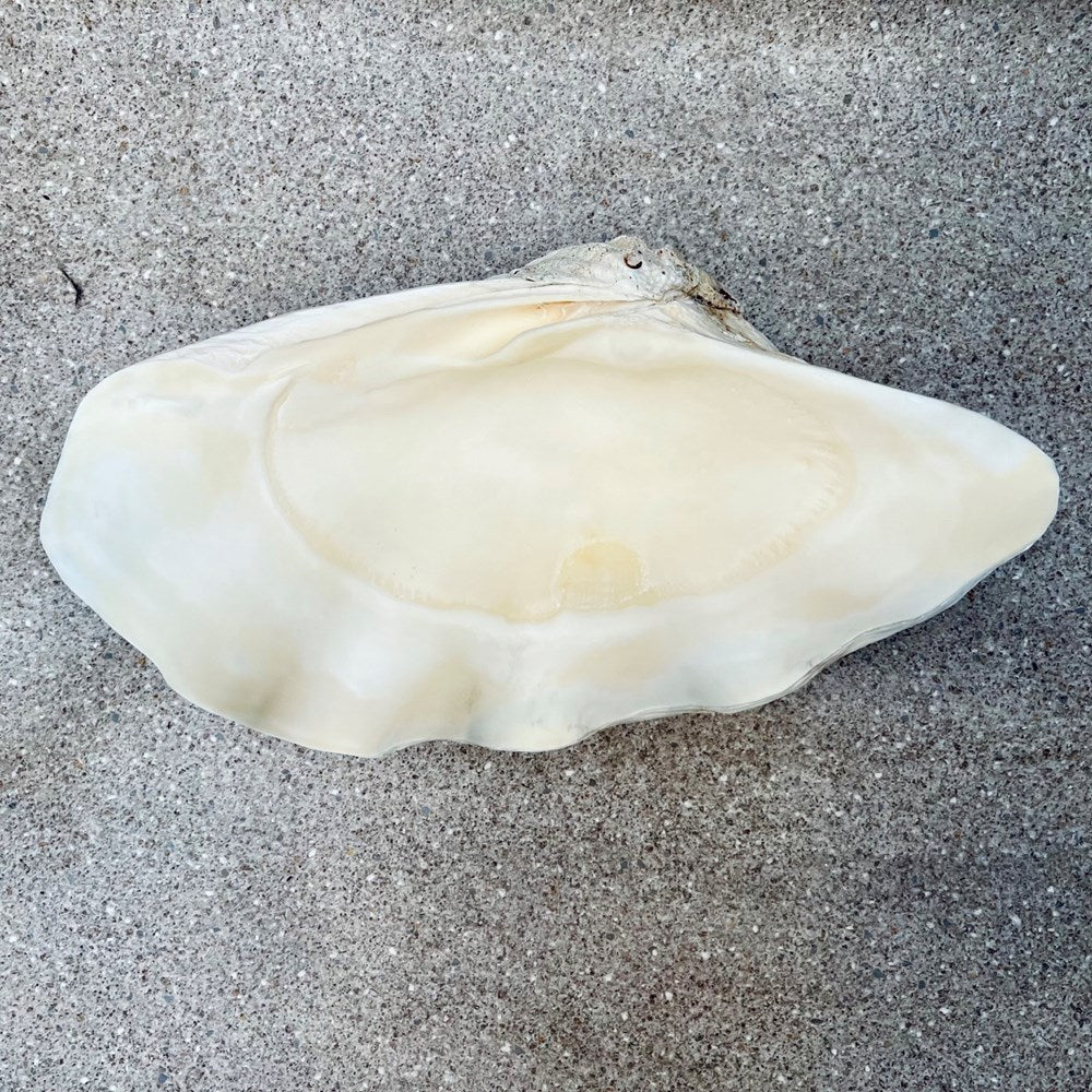 Tridacna gigas - Giant clam half S-Grade (51cm)