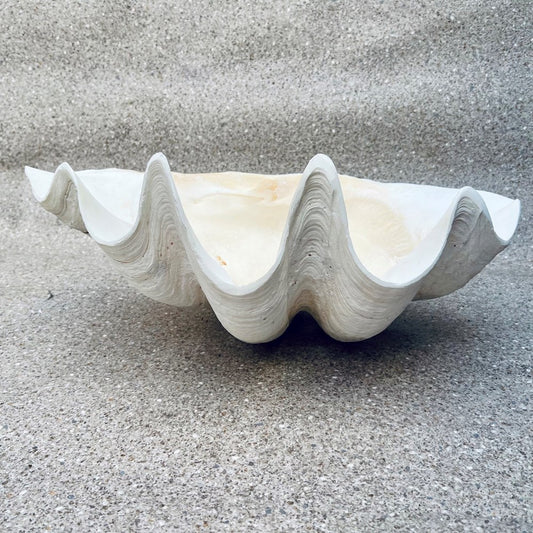 Tridacna gigas - Giant clam half S-Grade (55cm)