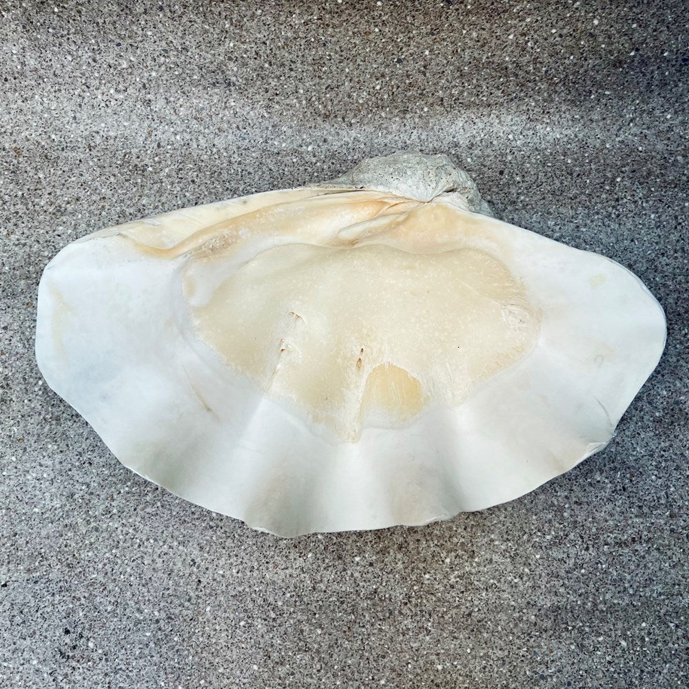 Tridacna gigas - Giant clam half S-Grade (55cm)